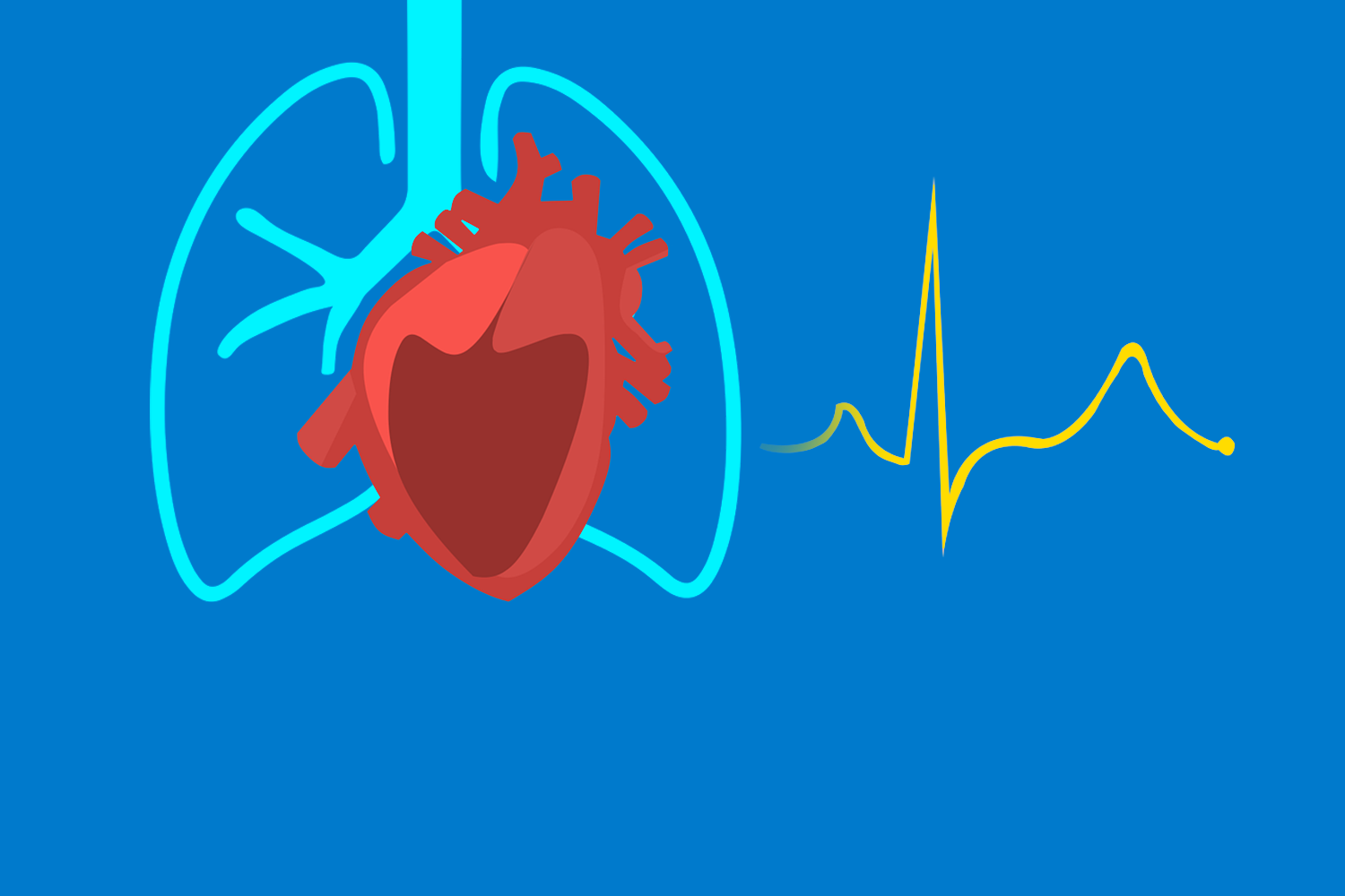 Hjerte- og lungefysiologi HL24